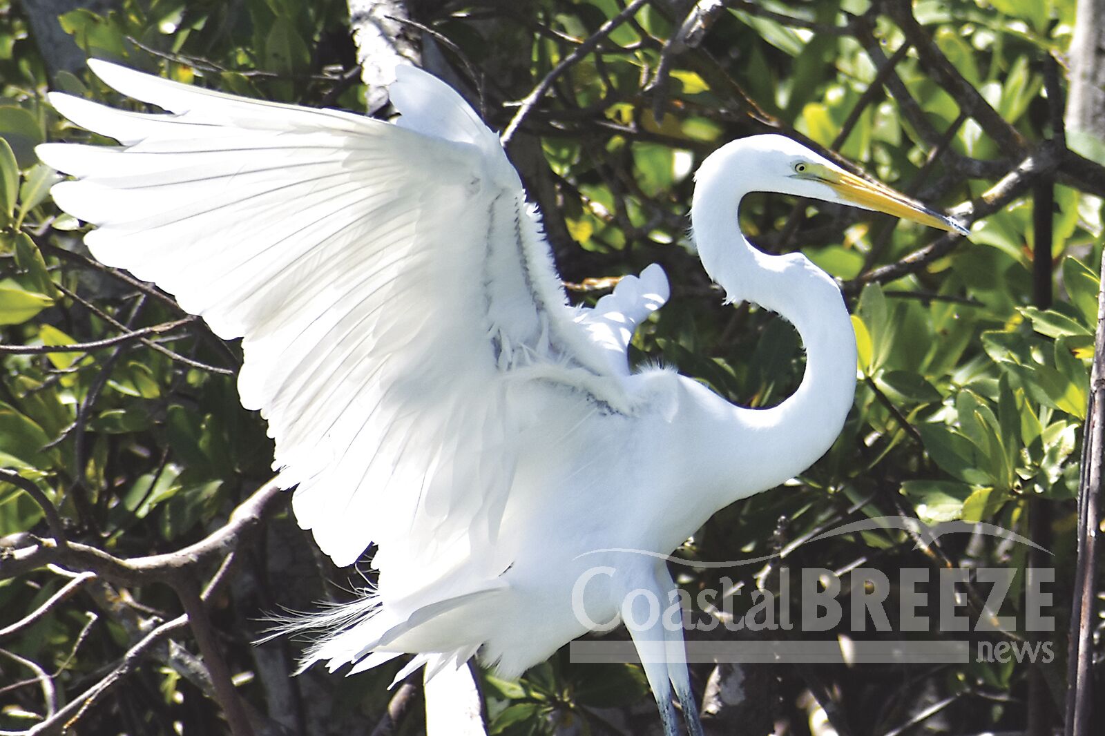 Stepping Stones_Great Egrets